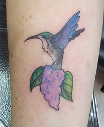 lilac hummingbird