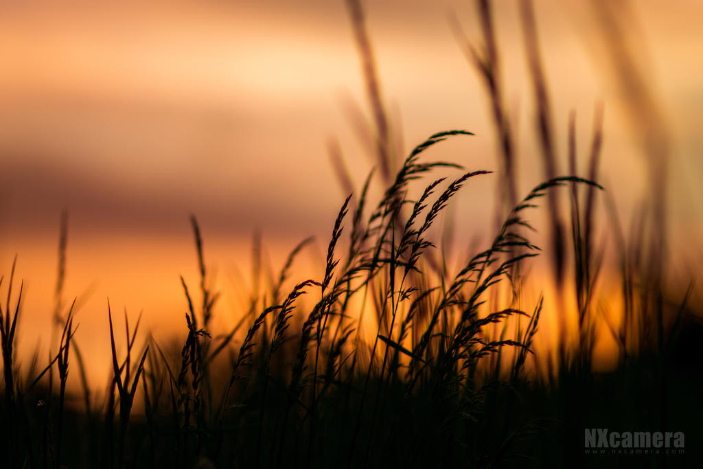 Plants and Sky 2