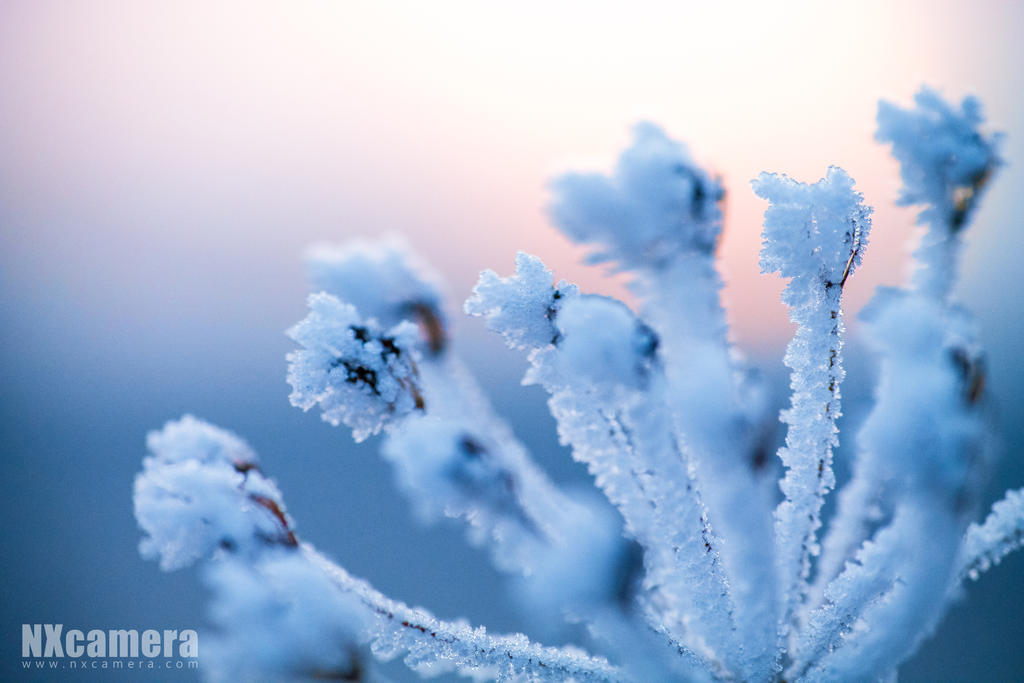 Frosty Flowers