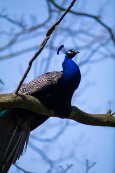 Peacock on a tree