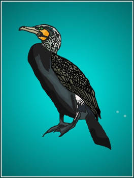 Cormorant