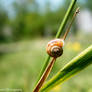 Snail