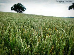 Vast Fields