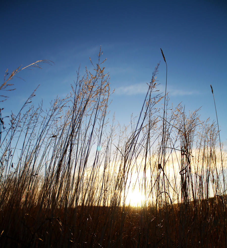 Just... Grass