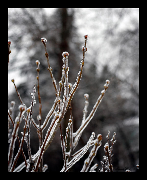 Frozen Spring 3 by willowcat01 on DeviantArt