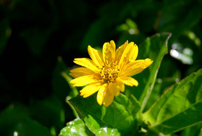 Yellow Flower 5