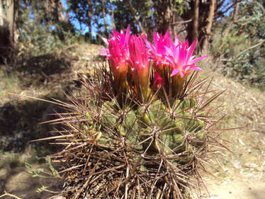 Cactus Flower II