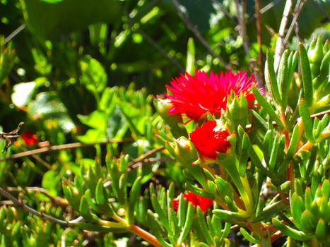 Little Red Flowers