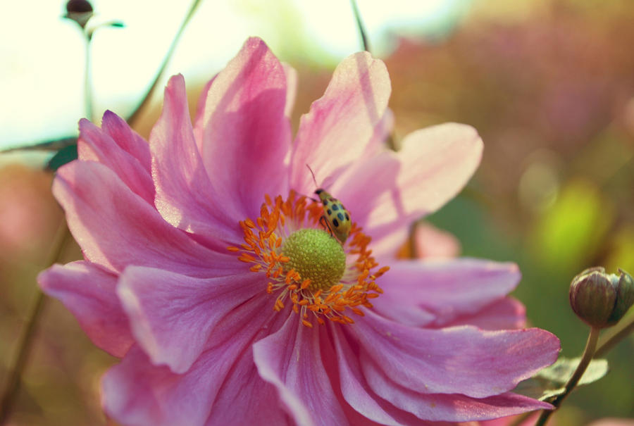 Cucumber Beetle