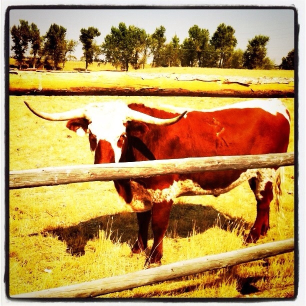 Longhorn