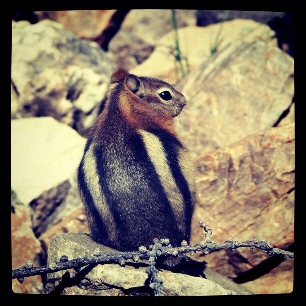 Chipmunk