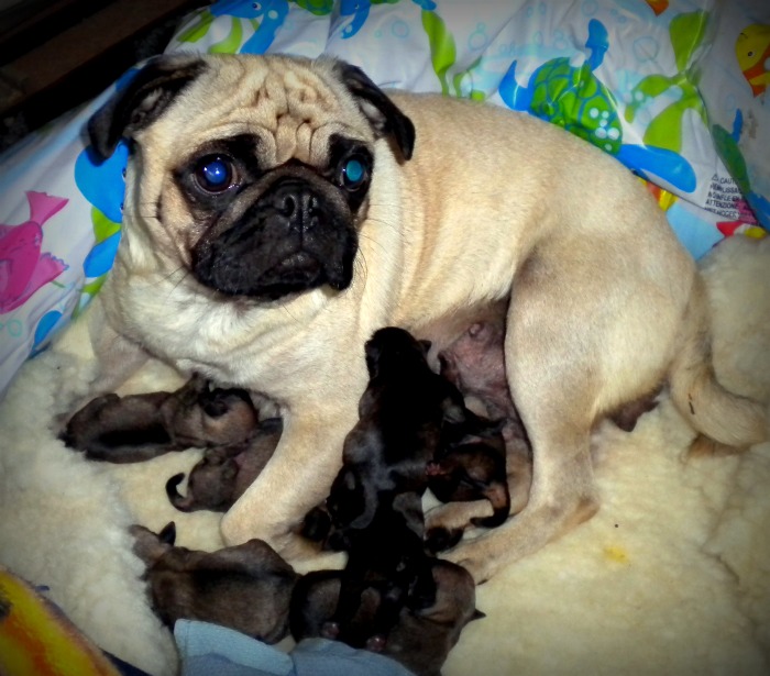 Mama Pug