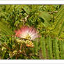 mimosa pudica