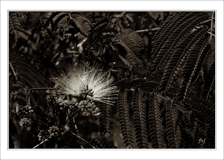 Mimosa Pudica BW