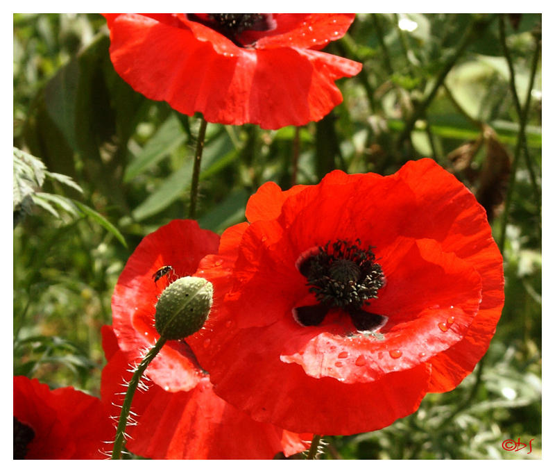 Summer flowers for lovers