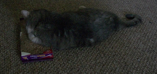 Mischeif - Grooming Time