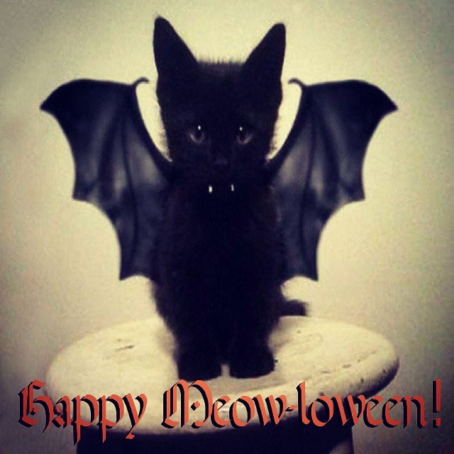 Happy Meowloween 2014