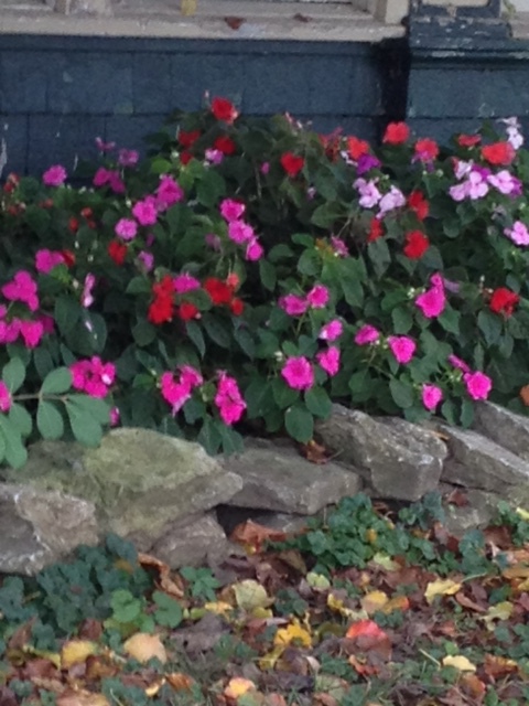 Neighbor's Flowers