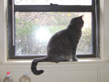 Kitty in the Window