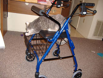 Checking Out My Rollator
