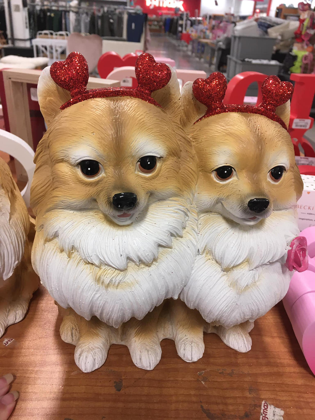 Valentine Pomeranian Pups