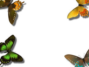 Butterfly Wallpaper