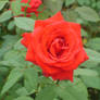 Lovely Rose