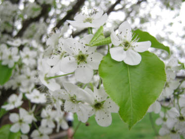 White Blossom