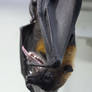 Bat Yawn