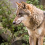 European Wolf