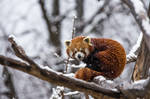 Red Snow Panda by morgh-us