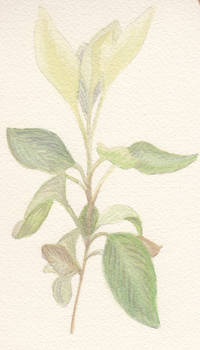 Botanical Study- Detail (3)