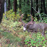 Big Mule Deer Buck