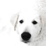 Cute kuvasz dog