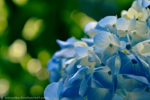 Hydrangea