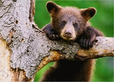 Treebeards Baby Baby bear in tree by BB-Bear on DeviantArt