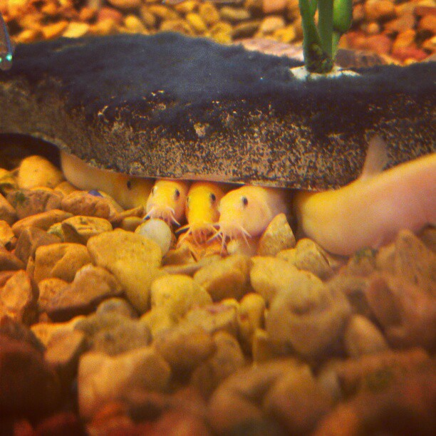 Golden Dojo Loaches