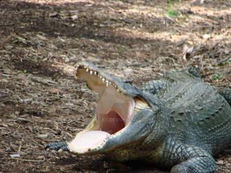 Yawning alligator