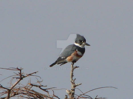 Female Belted King Fisher