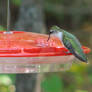 Ruby Throated Hummingbird