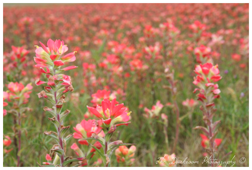 A Mile of Paintbrushes