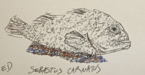 Carnatus sebastus sketch