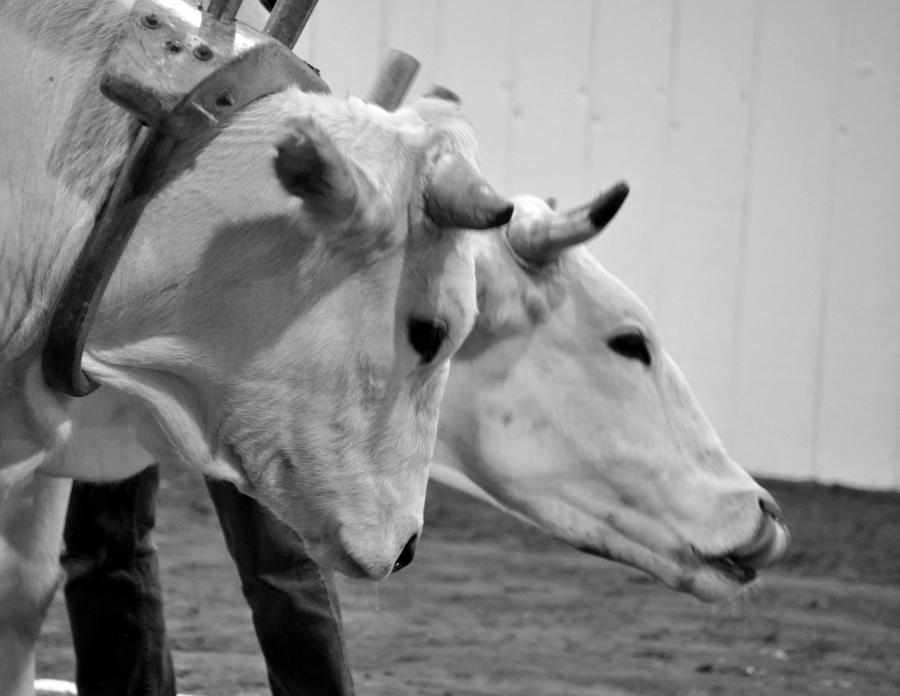 Yoked Pair by photobloggin on DeviantArt