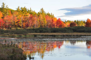 Fryeburg Marshes