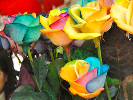 Colourful Roses Series