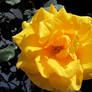 A Yellow Flower