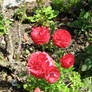 Red Flowers