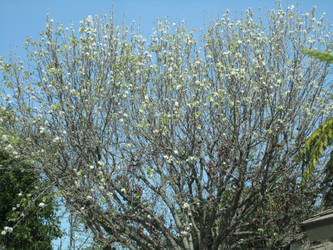 Suburban trees