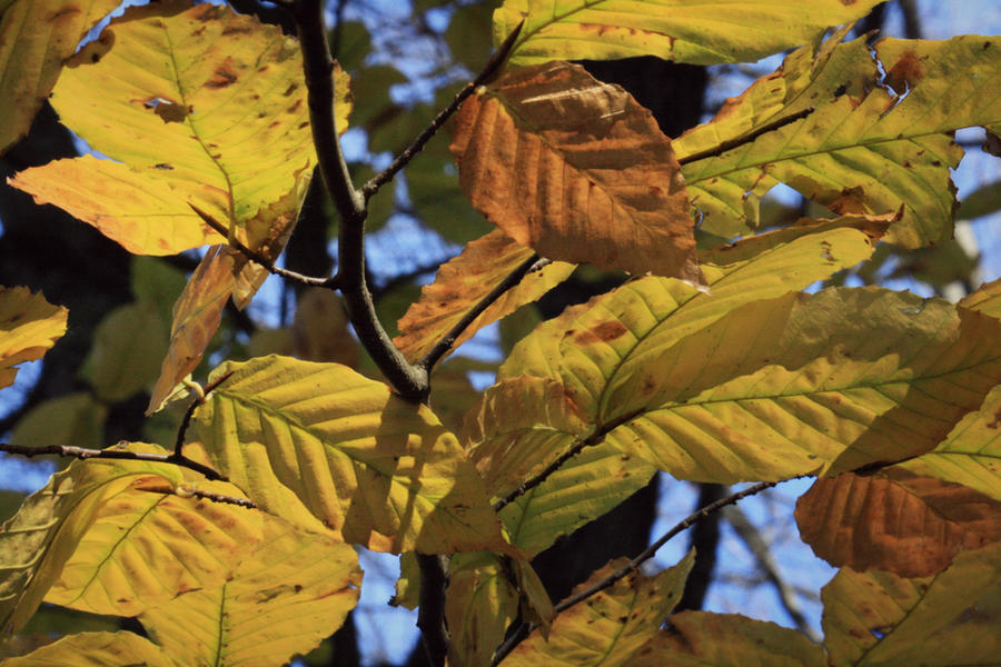 Single Color Fall One Color of Fall by PorcelaineEye22 on DeviantArt