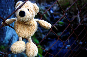 A bear in the fence